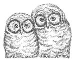 twohoots66
