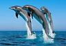 Не удивительно, что...  1. Дельфин Поведение дельфинов служит ярким примером их высокоорганизованного...