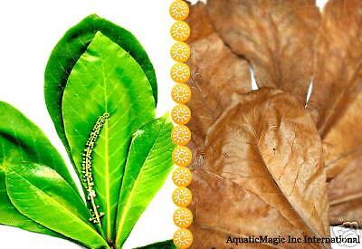 Catappa Leaf - for live shrimp freshwater ...