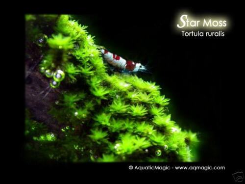 Star Moss - for live aquarium moss ...