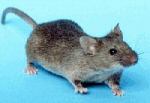 stuartlittle60
