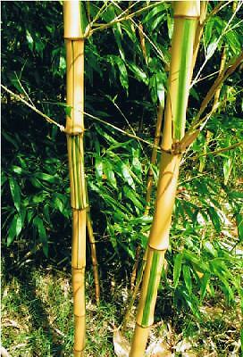 LIVE* P. Bambusoides CASTILLON Yellow Bamboo Plant 5G  