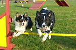 hundeprofi1