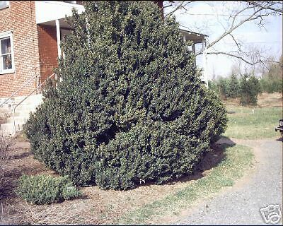 American Boxwood PYRAMIDAL Rooted Cutting PLANT  