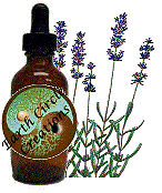 Lavender Flower Herbal Tincture / Extract  
