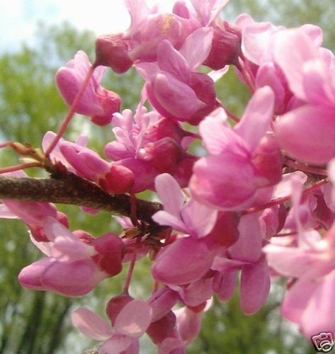 KANADISCHER JUDASBAUM   VIELE BLÜTEN   WINTERHART  