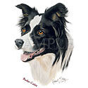 814d Border Collie Dog Heat Transfer T Shirt Iron On  