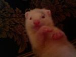 oursqueeky