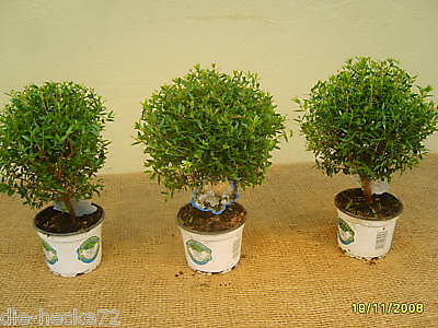 Myrtus communis 1 St Brautmyrte Bonsai Rohware, Saikei