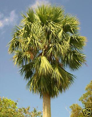 LIVE FIVE Puerto Rican Hat Palm COLD HARDY Robust Tree  